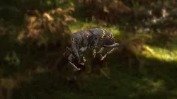 Hylobius abietis -  Large Pine Weevil Bug