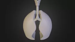 Lung Model