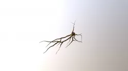 Neuron