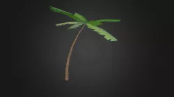 Palm Tree