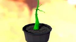 Pea Sprout