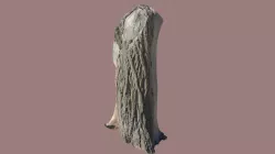 tree trunk 1