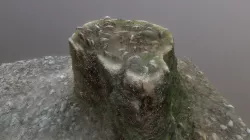 Tree trunk with coin