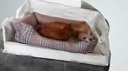 Vlinder
