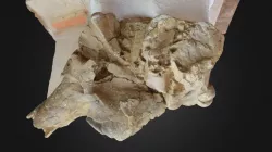 3D Model of La Cotte de St Brelade Mammoth Skull