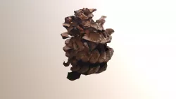 Acorn