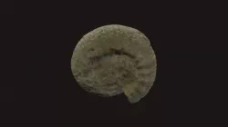 Ammonite