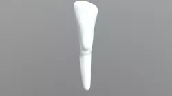 Anatomical Leg Study (Female)