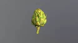 artichoke 01 raw scan