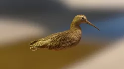 bird test