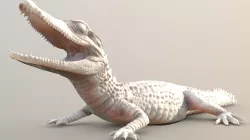 Crocodile