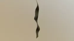 Curly Blade of Seaweed
