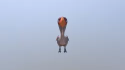 DODO Bird