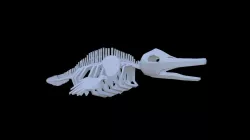 Dolphin Skeleton