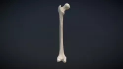 Femur