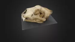 High setting render lion skull
