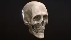 Human Skull
