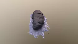 kidney