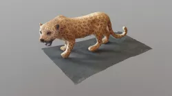Leopard