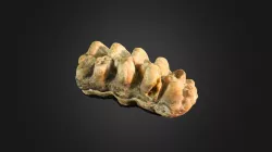 Mastodon tooth
