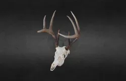 Matt Athey whitetail
