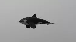 Orca