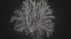 Photogrammetric Aerial Tree Modeling for Design