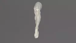 Pierna izquierda anatomia