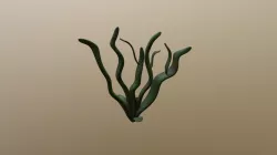 Seaweed