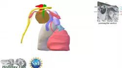 Soft and bony tissues of the Human TMJ and Ear