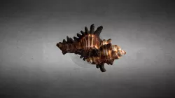Spiky Sea Snail Shell