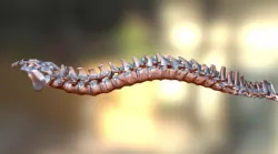 Spine