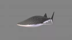 Whale Shark