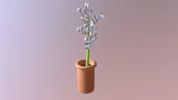 Yucca Plant