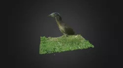 黑冠麻鷺