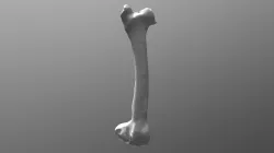 Bone