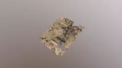 Bones