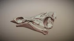 Chelus fimbriatus UF 85199 Skull