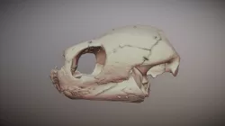 Dermochelys coriacea Skull