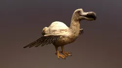 Dodo