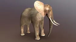Elephant (Adult Male)