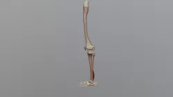 Flexor Hallucis Longus