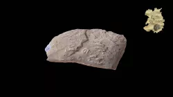 Footprints - Rhynchosaur