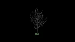 Gingko