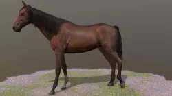 Horse standing Pose 2