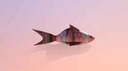 Koi Fish