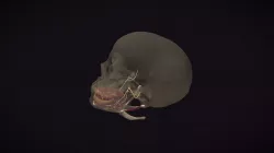 Nerves of the mandible