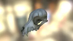 Rebecca's Dog Skull
