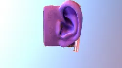 Rubber Ear SfM Test