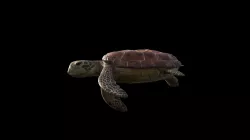 Sea Turtle